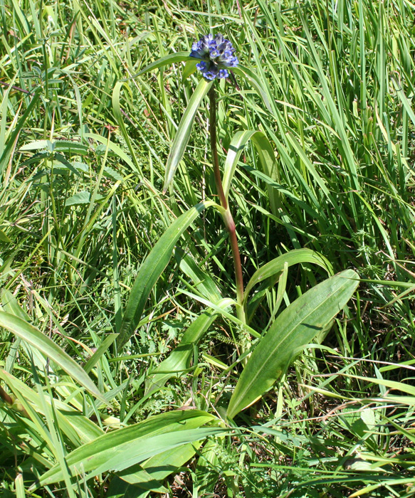 Image of Gentiana macrophylla specimen.