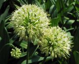 Allium victorialis. Соцветия. ФРГ, Нижняя Саксония, Ольденбург, ботанический сад Ольденбургского университета. Май 2007 г.