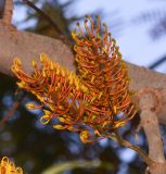 Grevillea robusta