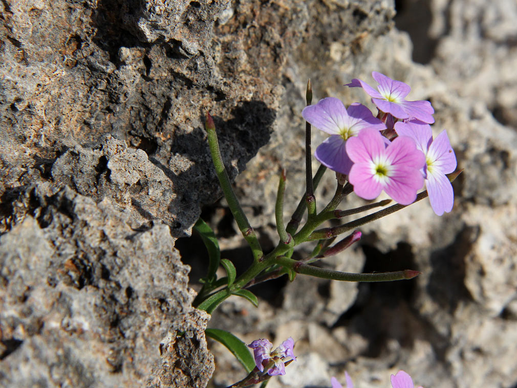 Image of genus Malcolmia specimen.