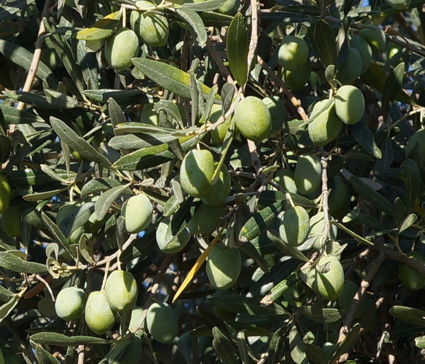 Image of Olea europaea specimen.