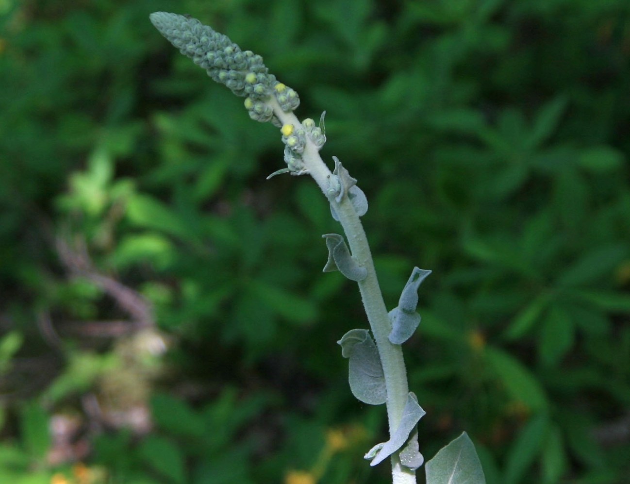 Изображение особи Verbascum gnaphalodes.