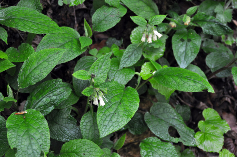 Image of Symphytum grandiflorum specimen.
