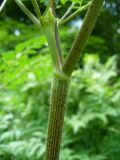 Anthriscus sylvestris. Стебель с основанием листа. Ставропольский край, г. Кисловодск, парк, лужайка (43°53′51,11″ с.ш., 42°43′53,56″ в.д.). 27.05.2014.