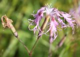 Dianthus superbus. Цветок. Юг Пинежского р-на Архангельской обл., начало августа.