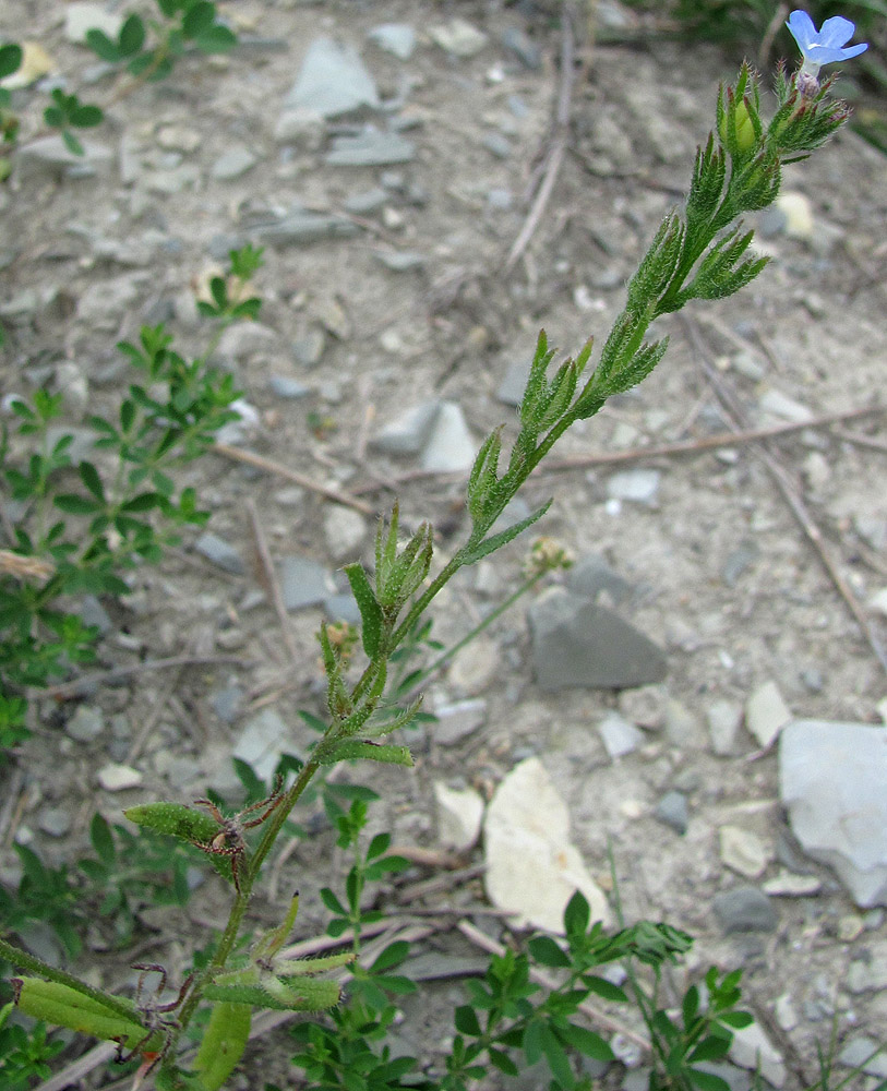 Image of Anchusa thessala specimen.