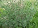 genus Artemisia