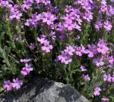 Erinus alpinus. Цветущие побеги. Германия, г. Дюссельдорф, Ботанический сад университета. 04.05.2014.