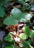 genus Fragaria