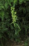 Epipactis persica. Цветущее растение. Крым, окр. Ялты, гора Лапата, сосновый лес. 18 июля 2014 г.