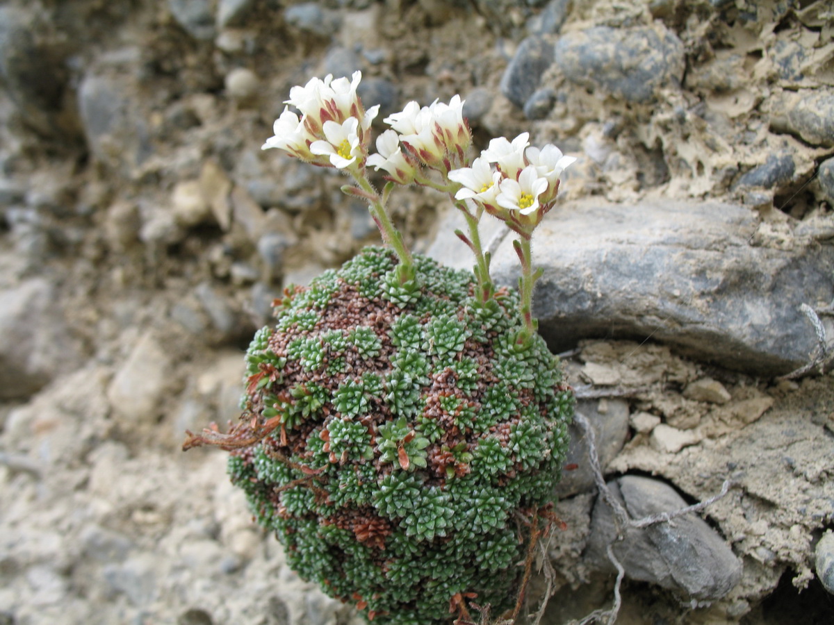 Изображение особи Saxifraga alberti.