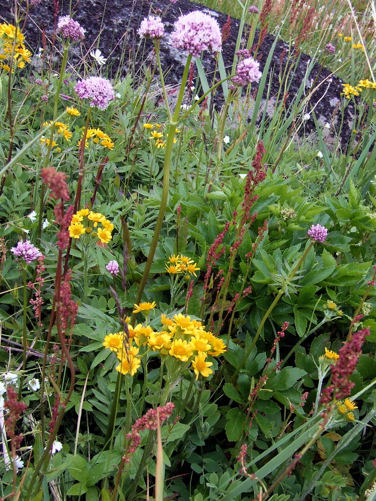 Изображение особи Valeriana sambucifolia.