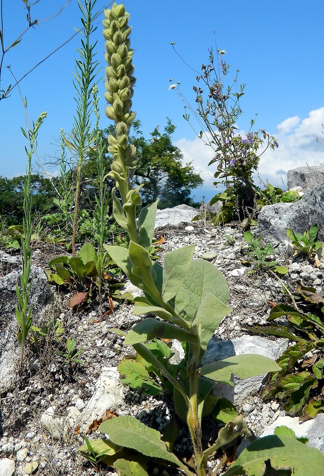 Изображение особи Verbascum thapsus.