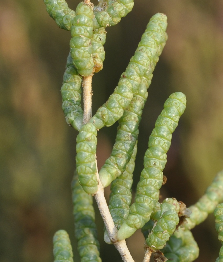 Изображение особи Sarcocornia fruticosa.