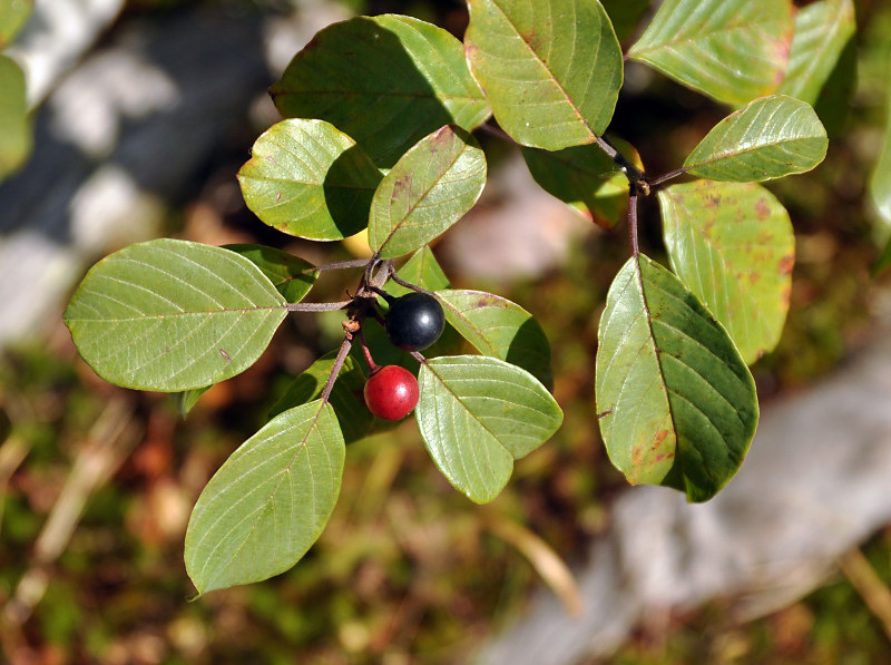 Image of Frangula alnus specimen.