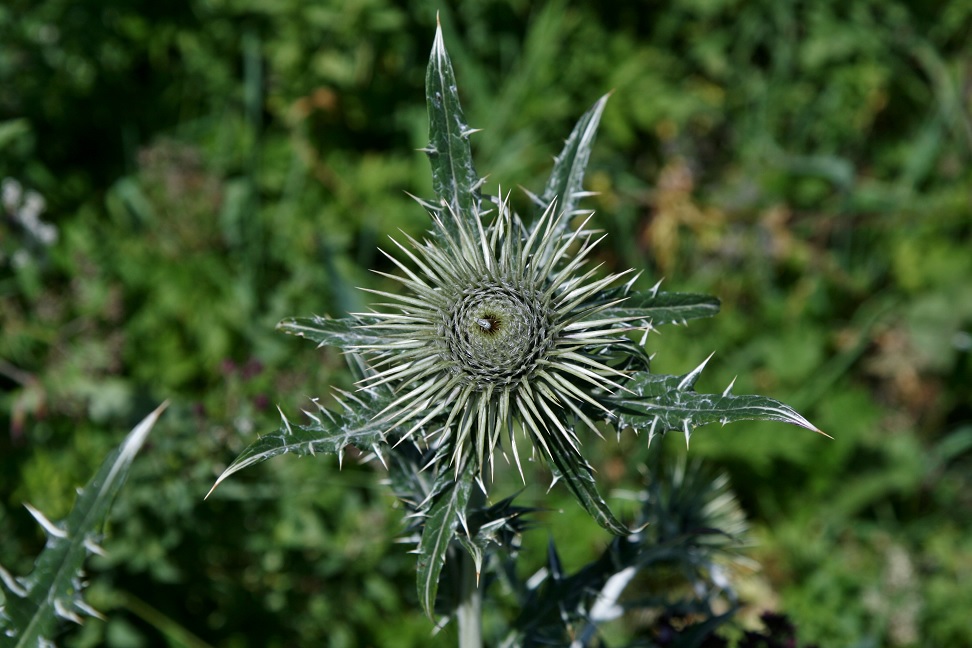 Image of Alfredia nivea specimen.