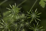 Chaerophyllum temulum. Часть отцветшего соцветия с незрелыми плодами. Крым, р-н с. Подлесное. 08.06.2014.