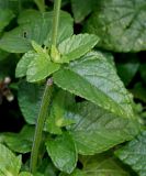 genus Salvia