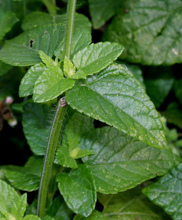 Изображение особи род Salvia.