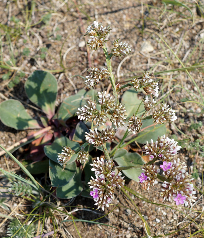 Изображение особи Goniolimon speciosum.