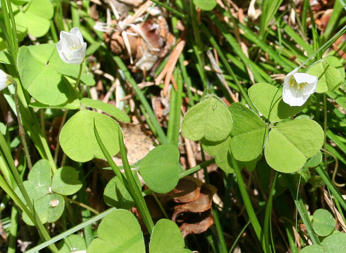 Image of Oxalis acetosella specimen.