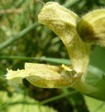 Salvia glutinosa. Цветок. Крым, Ялта, ущелье Уч-Кош. 05.08.2009.