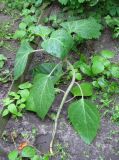 Datura innoxia