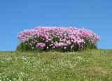 Armeria maritima. Группа цветущи растений.