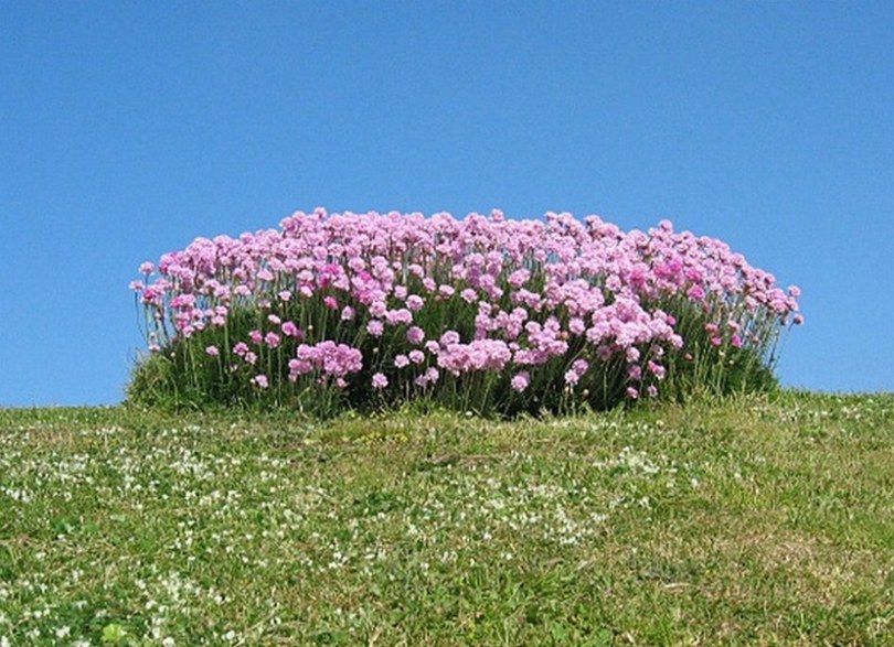 Изображение особи Armeria maritima.