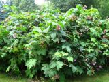 Rubus odoratus