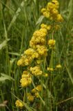 Galium verum
