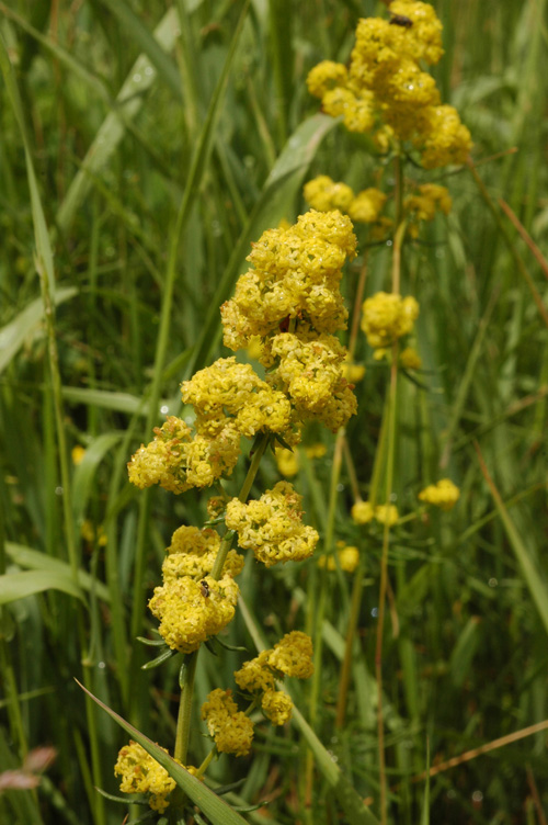 Изображение особи Galium verum.