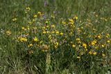 Lotus corniculatus. Цветущее растение на остепнённой залежи. Белгородская обл., пос. Борисовка. 28.06.2009.