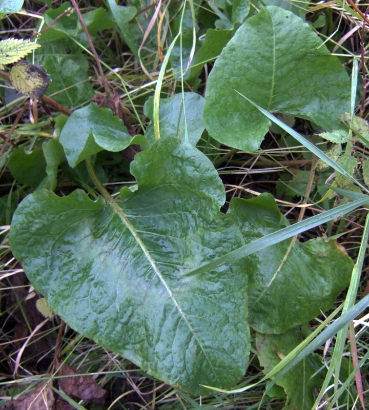 Image of Rumex confertus specimen.