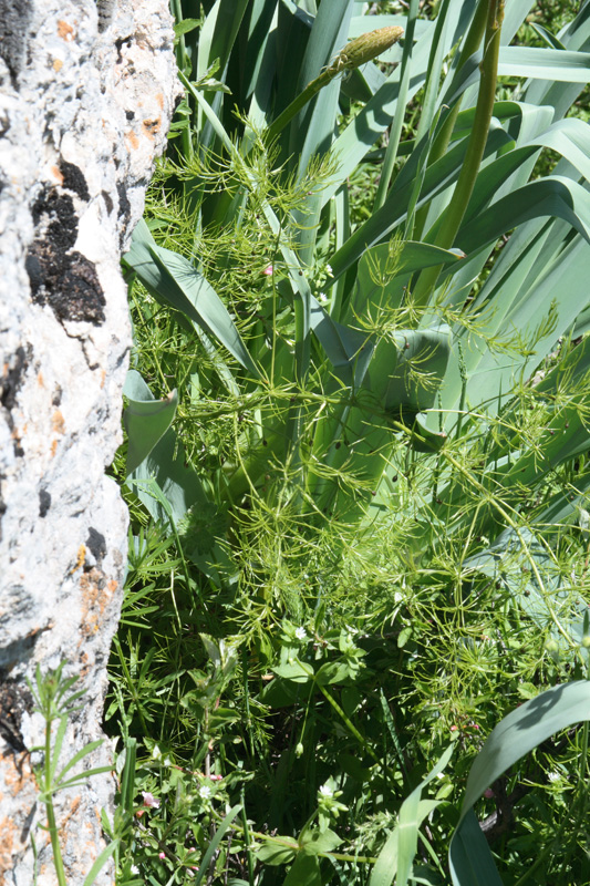 Изображение особи Asparagus neglectus.