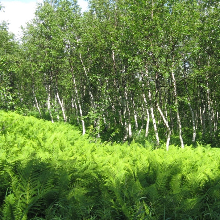 Image of Athyrium filix-femina specimen.