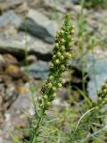 Veronica pinnata