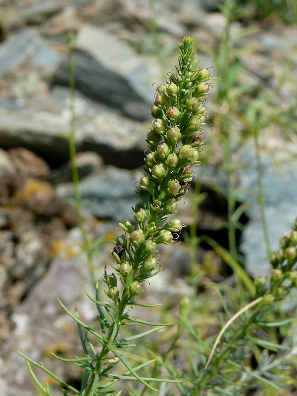 Изображение особи Veronica pinnata.