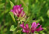 Trifolium pacificum