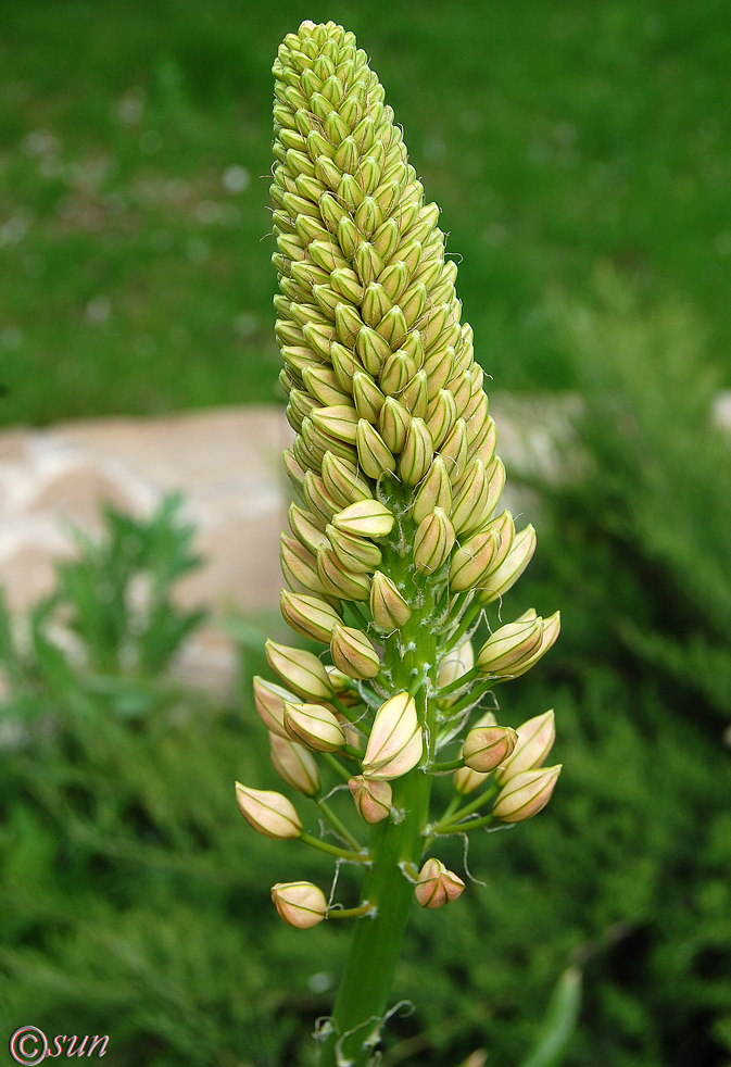 Изображение особи Eremurus robustus.