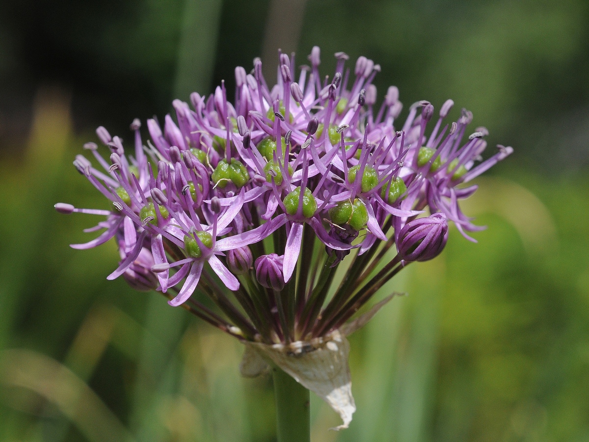 Image of Allium suworowii specimen.