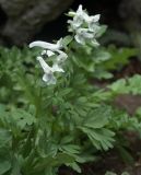 Corydalis malkensis