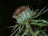 род Cirsium. Верхушка побега с соцветием. Черногория, нац. парк Дурмитор, елово-пихтовый лес, олуговелая обочина пешеходной дороги к Чёрному озеру. 15.10.2014.