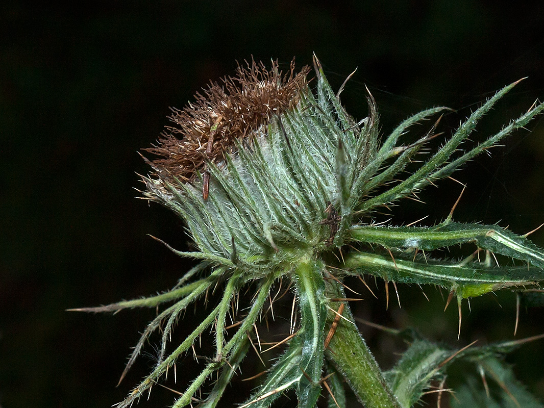 Изображение особи род Cirsium.