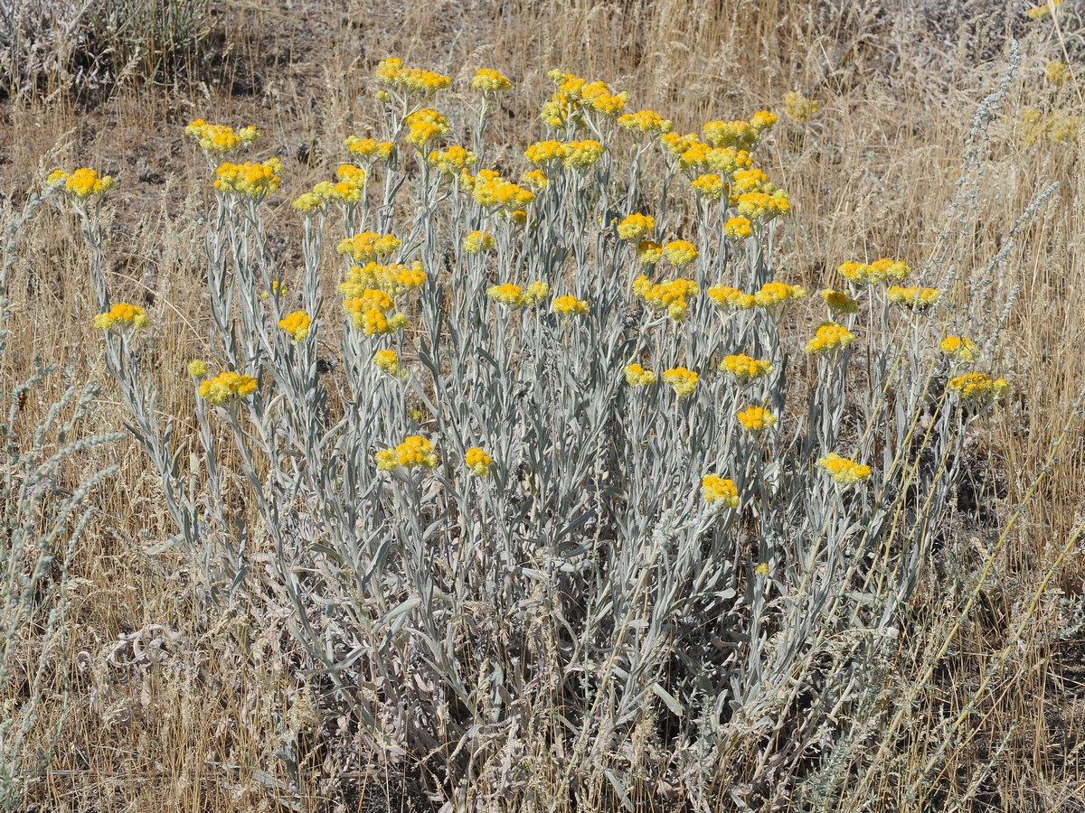 Изображение особи Helichrysum arenarium.