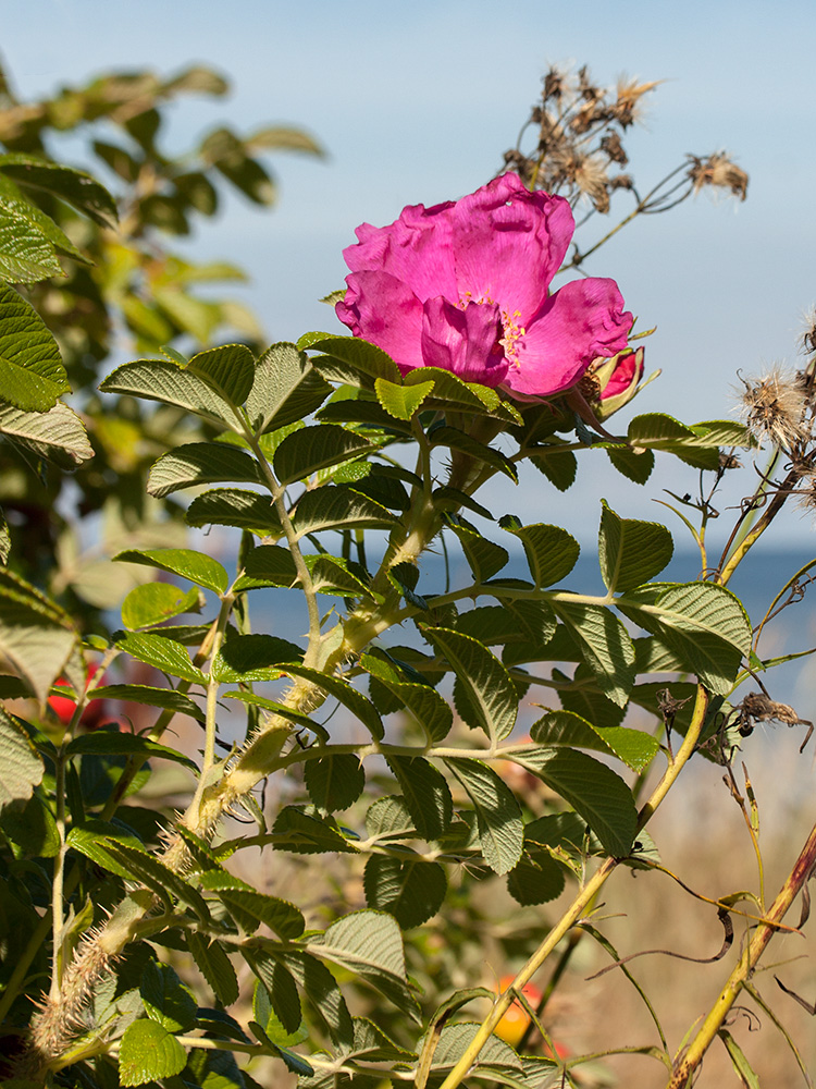 Изображение особи Rosa rugosa.