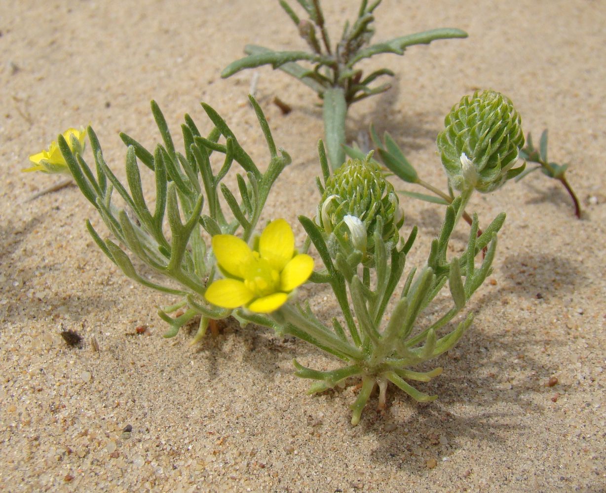 Image of Ceratocephala incurva specimen.