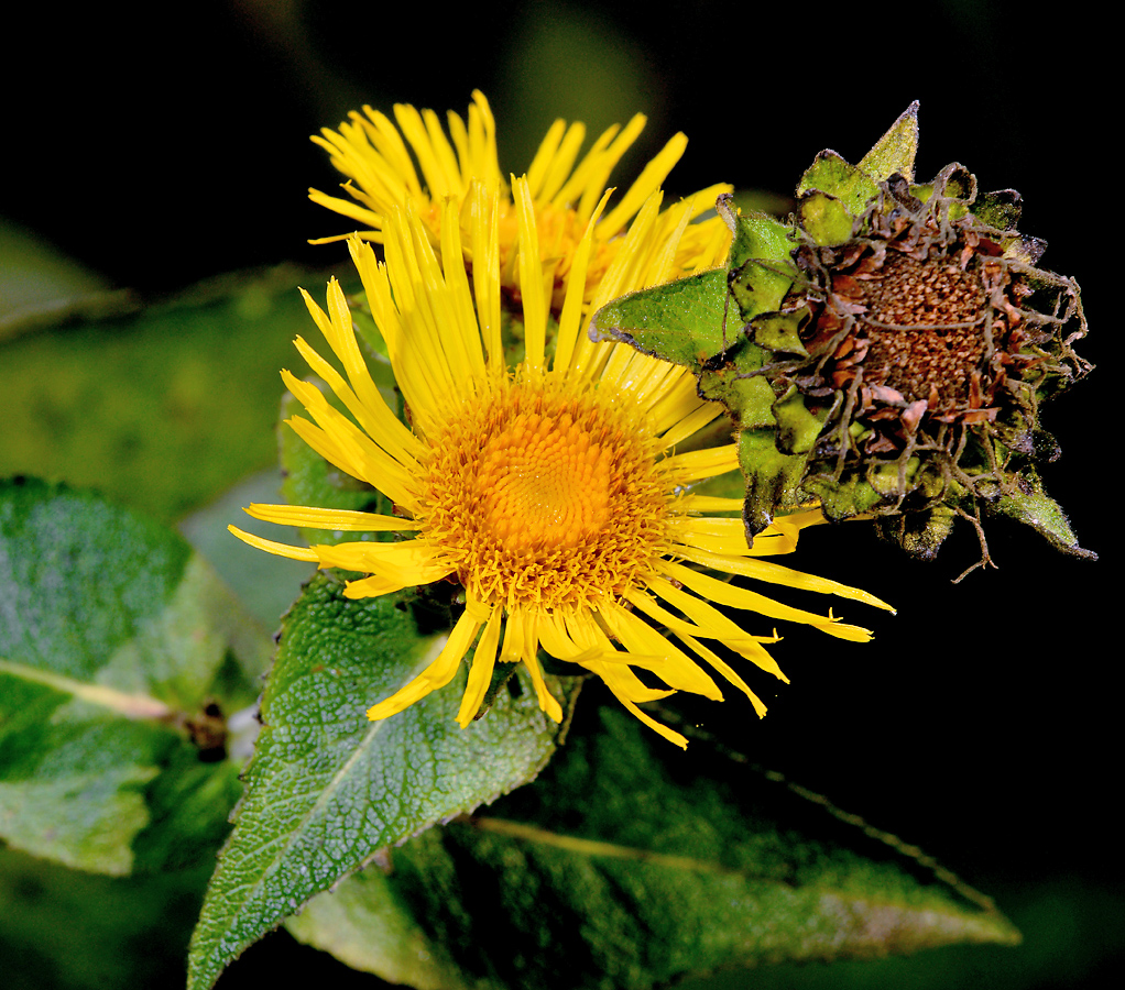 Image of Telekia speciosa specimen.