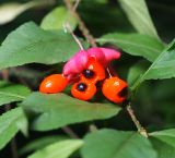 Euonymus verrucosus. Зрелые плоды. Московская обл., Раменский р-н, окр. ж.-д. платформы Хрипань, смешанный лес у ЛЭП. 15.09.2015.