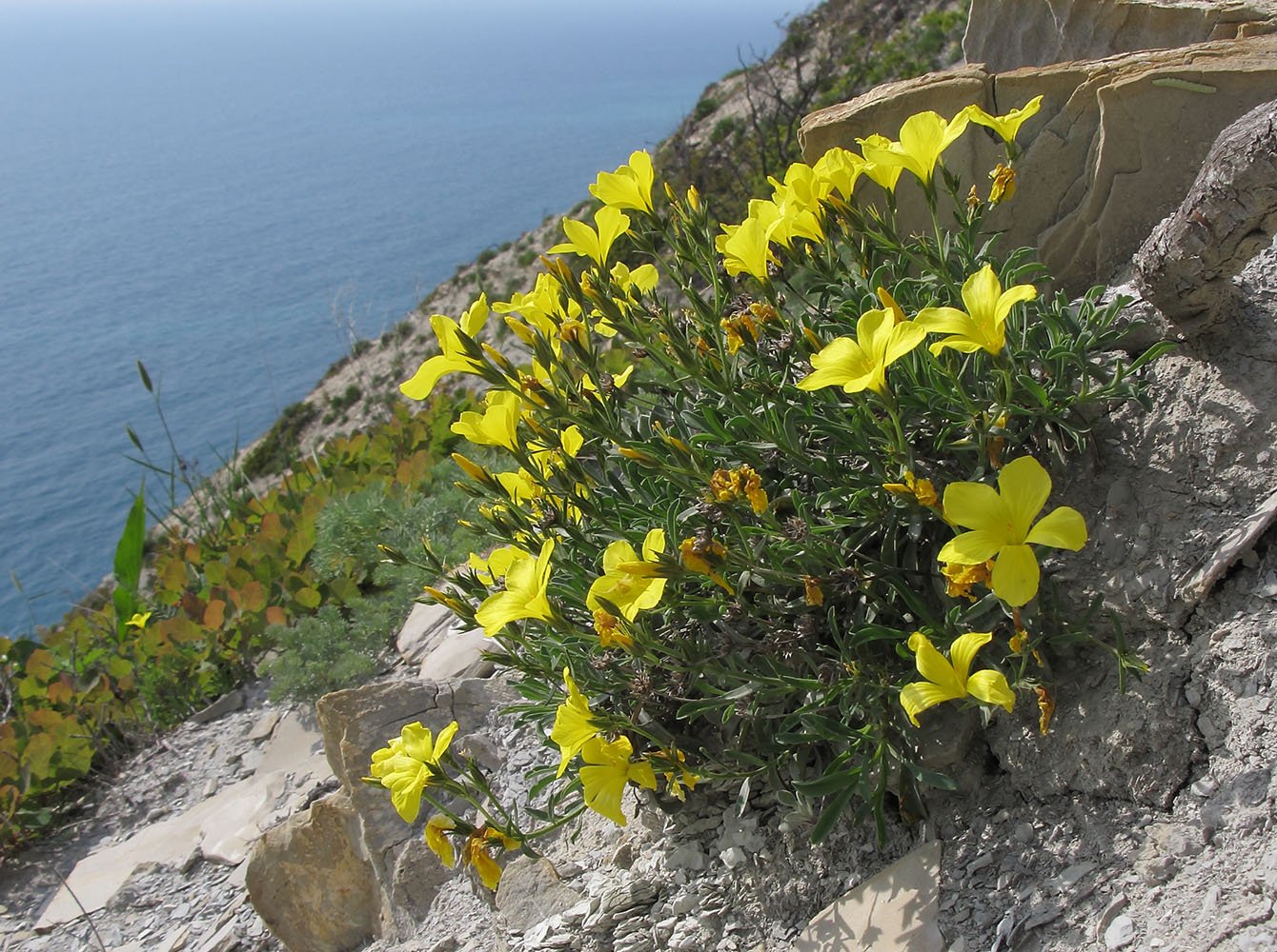 Изображение особи Linum tauricum.